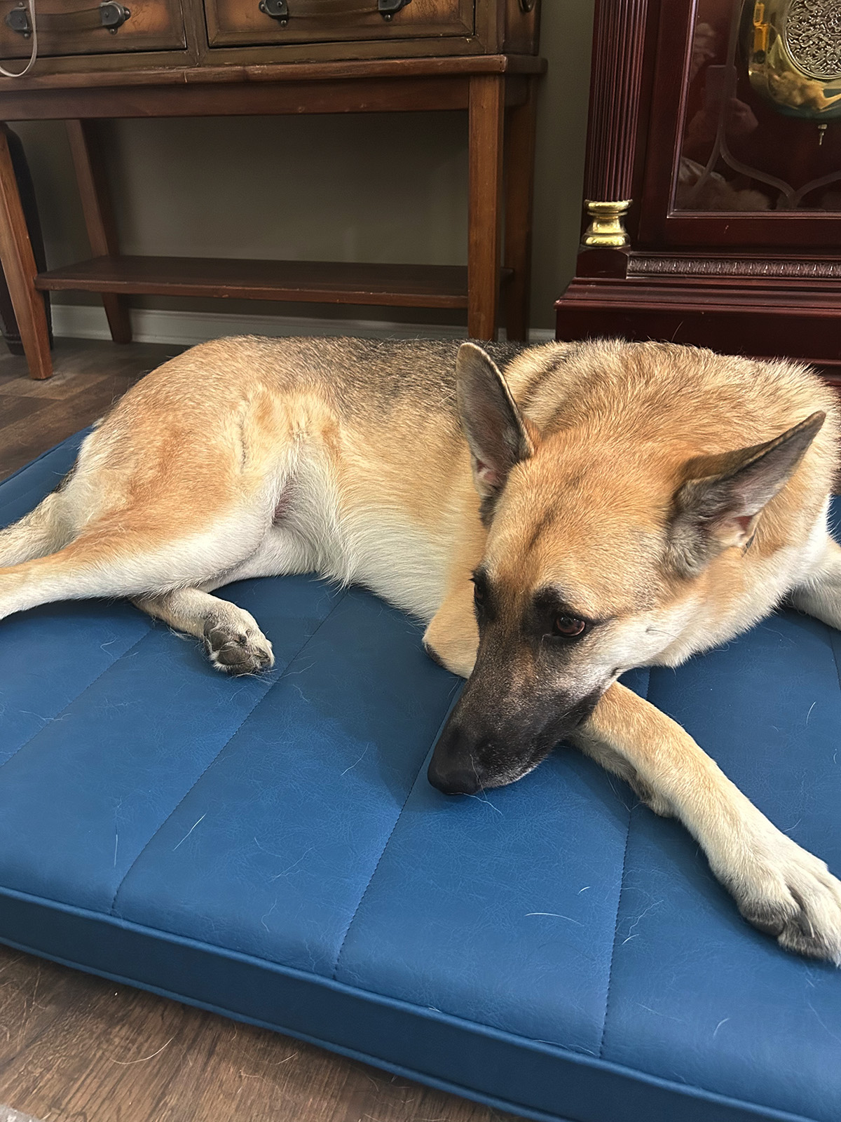 A German Shepherd mix relaxes on the PEMF mat