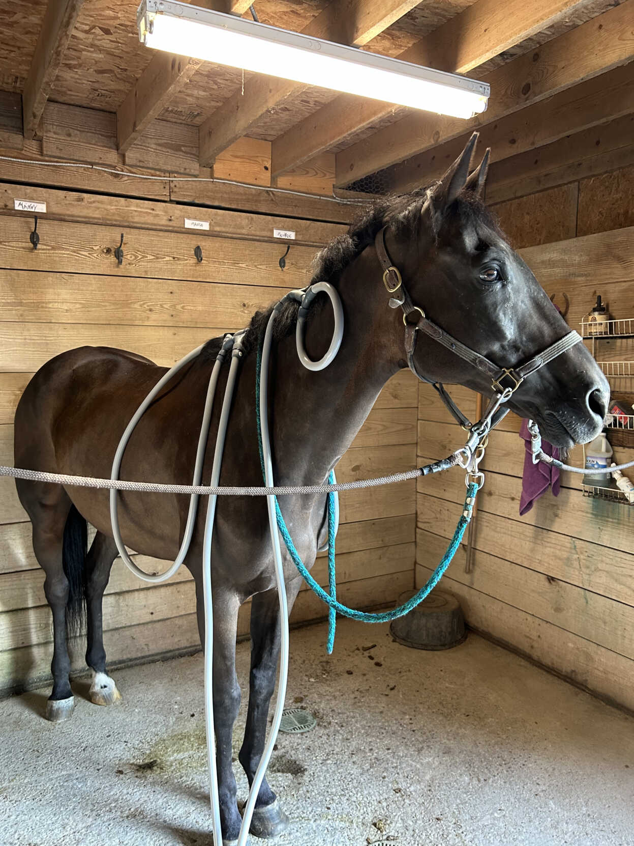 A dark horse with the PEMF device across his back